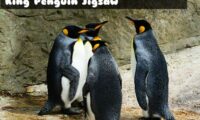 King Penguin Jigsaw