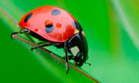 Ladybug Match3