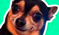 What meme dog are you ?