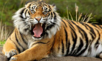 Animals Jigsaw Puzzle – Tiger