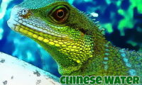 Chinese Water Dragon Jigsaw