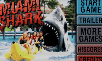 Miami Shark