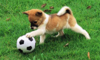 Playful Puppy Outdoor Puzzle