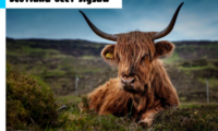 Scotland Beef Jigsaw
