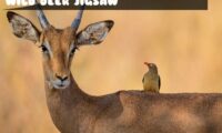 Wild Deer Jigsaw