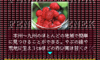 BS Fenek – 6 Getsu (Japan)