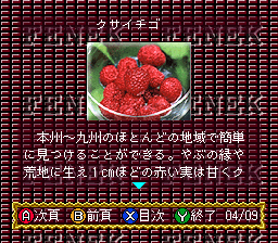 BS Fenek – 6 Getsu (Japan)