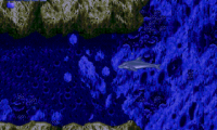 Ecco the Dolphin