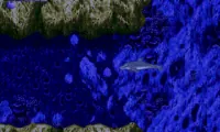 Ecco the Dolphin