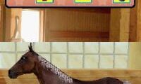 Pferd & Pony – Mein Westernpferd (Europe) (En,De)