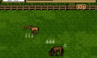 Thoroughbred Breeder (Japan)