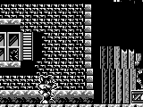 Titus the Fox to Marrakech and Back (USA, Europe)